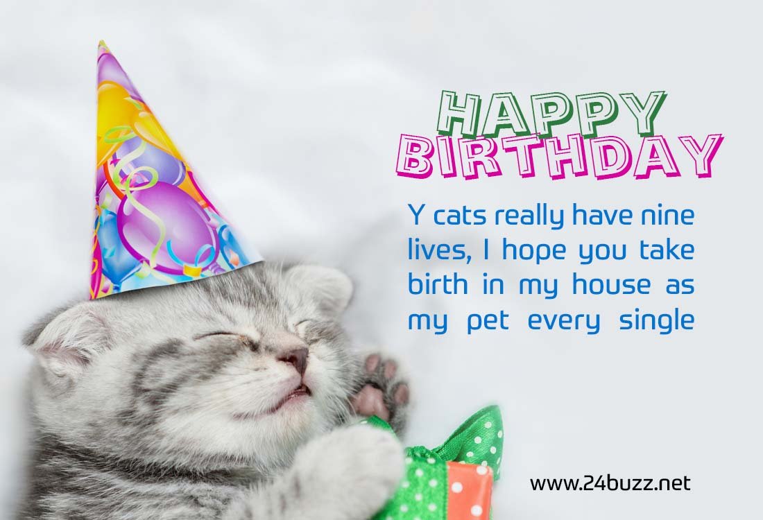Best birthday wishes lovely cat